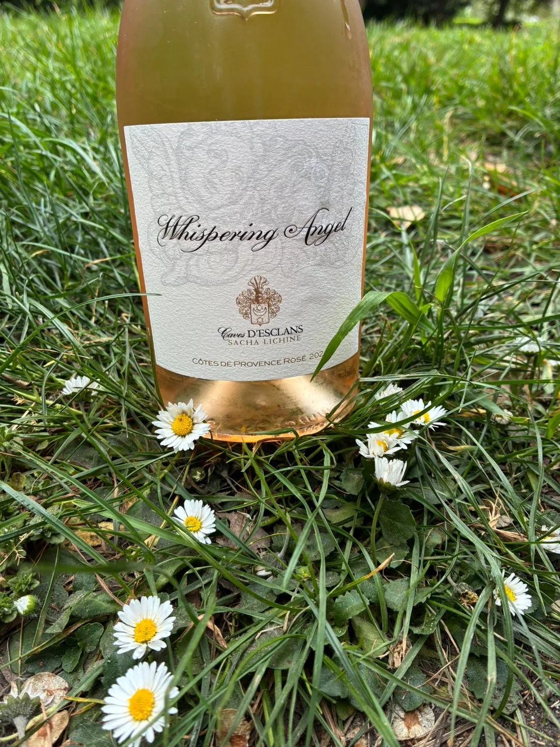 Close-up of Whispering Angel rosé among daisies in the Pleasaunce