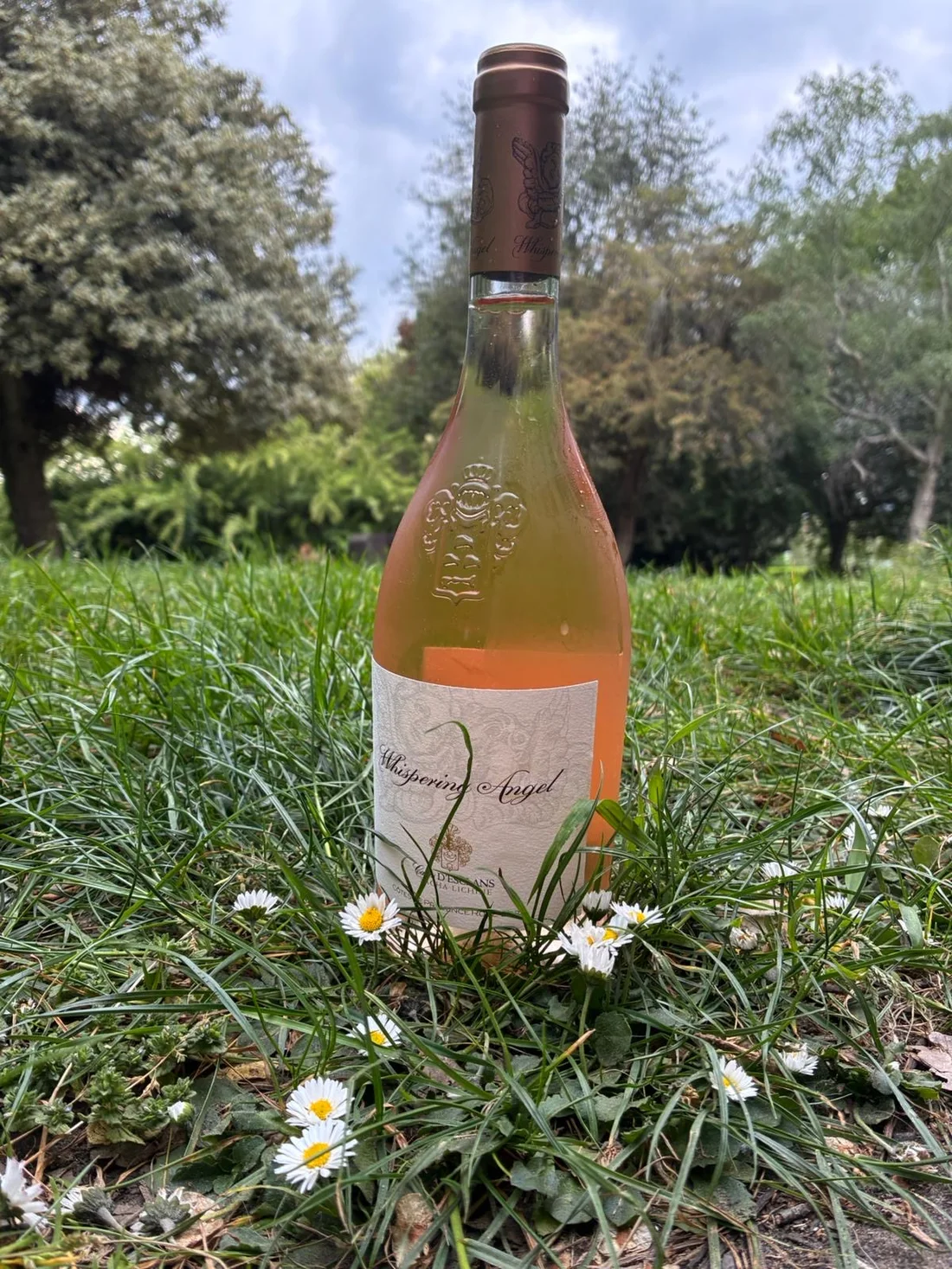 Whispering Angel rosé bottle standing in the Pleasaunce grass