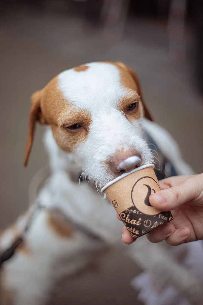 A dog enjoying a drink from a Pistachios cup at Manor House Gardens