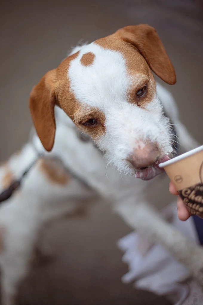 Dog friendly café event at Manor House Gardens
